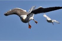 TEXEL HOLLANDE 17-05-22 00158   Photos ACG 2017