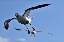 TEXEL HOLLANDE 17-05-22 00159   Photos ACG 2017