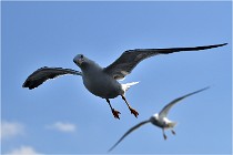 TEXEL HOLLANDE 17-05-22 00161   Photos ACG 2017