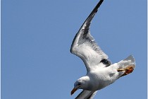 TEXEL HOLLANDE 17-05-22 00241   Photos ACG 2017