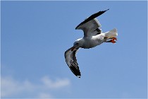 TEXEL HOLLANDE 17-05-22 00242   Photos ACG 2017