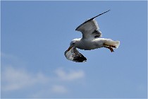 TEXEL HOLLANDE 17-05-22 00243   Photos ACG 2017