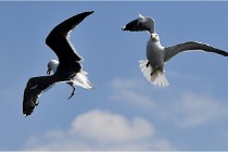 TEXEL HOLLANDE 17-05-22 00248   Photos ACG 2017
