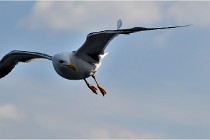 TEXEL HOLLANDE 17-05-22 00271   Photos ACG 2017