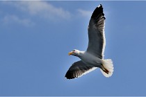 TEXEL HOLLANDE 17-05-22 00282   Photos ACG 2017