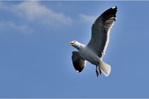 TEXEL HOLLANDE 17-05-22 00283   Photos ACG 2017