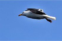TEXEL HOLLANDE 17-05-22 00306   Photos ACG 2017