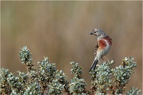 TEXEL HOLLANDE 17-05-22 00308   Photos ACG 2017