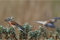 TEXEL HOLLANDE 17-05-22 00320   Photos ACG 2017