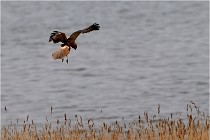 TEXEL HOLLANDE 17-05-22 00358   Photos ACG 2017