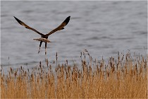 TEXEL HOLLANDE 17-05-22 00362   Photos ACG 2017