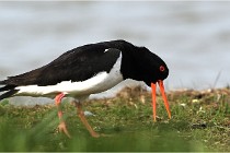 TEXEL HOLLANDE 17-05-23 00409   Photos ACG 2017