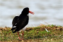 TEXEL HOLLANDE 17-05-23 00411   Photos ACG 2017