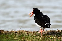 TEXEL HOLLANDE 17-05-23 00413   Photos ACG 2017