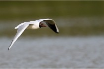 TEXEL HOLLANDE 17-05-23 00436   Photos ACG 2017