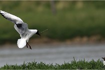 TEXEL HOLLANDE 17-05-23 00446   Photos ACG 2017