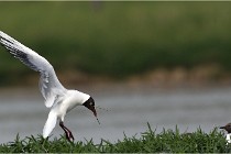 TEXEL HOLLANDE 17-05-23 00447   Photos ACG 2017