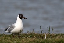 TEXEL HOLLANDE 17-05-23 00466   Photos ACG 2017