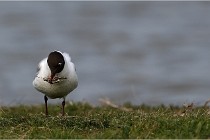 TEXEL HOLLANDE 17-05-23 00468   Photos ACG 2017