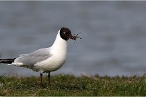 TEXEL HOLLANDE 17-05-23 00469   Photos ACG 2017