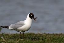 TEXEL HOLLANDE 17-05-23 00470   Photos ACG 2017