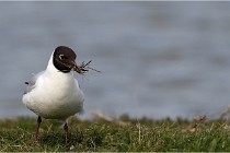 TEXEL HOLLANDE 17-05-23 00471   Photos ACG 2017