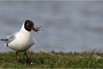 TEXEL HOLLANDE 17-05-23 00472   Photos ACG 2017