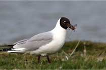TEXEL HOLLANDE 17-05-23 00478   Photos ACG 2017