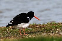TEXEL HOLLANDE 17-05-23 00488   Photos ACG 2017