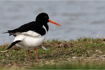TEXEL HOLLANDE 17-05-23 00490   Photos ACG 2017