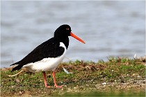 TEXEL HOLLANDE 17-05-23 00493   Photos ACG 2017