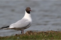 TEXEL HOLLANDE 17-05-23 00496   Photos ACG 2017