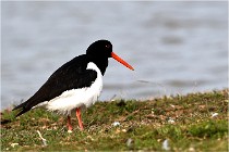 TEXEL HOLLANDE 17-05-23 00502   Photos ACG 2017