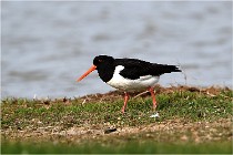 TEXEL HOLLANDE 17-05-23 00504   Photos ACG 2017