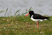 TEXEL HOLLANDE 17-05-23 00525   Photos ACG 2017