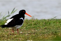 TEXEL HOLLANDE 17-05-23 00536   Photos ACG 2017