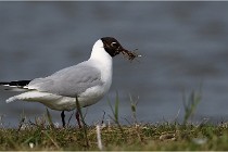 TEXEL HOLLANDE 17-05-23 00548   Photos ACG 2017