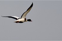 TEXEL HOLLANDE 17-05-23 00587   Photos ACG 2017