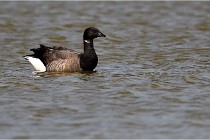 TEXEL HOLLANDE 17-05-23 00592   Photos ACG 2017