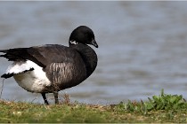 TEXEL HOLLANDE 17-05-23 00594   Photos ACG 2017