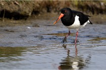 TEXEL HOLLANDE 17-05-23 00609   Photos ACG 2017