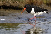 TEXEL HOLLANDE 17-05-23 00610   Photos ACG 2017