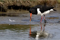 TEXEL HOLLANDE 17-05-23 00611   Photos ACG 2017