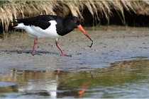 TEXEL HOLLANDE 17-05-23 00615   Photos ACG 2017