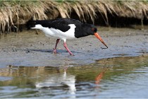 TEXEL HOLLANDE 17-05-23 00616   Photos ACG 2017