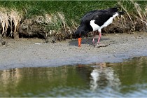 TEXEL HOLLANDE 17-05-23 00625   Photos ACG 2017