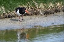 TEXEL HOLLANDE 17-05-23 00627   Photos ACG 2017