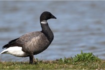 TEXEL HOLLANDE 17-05-23 00645   Photos ACG 2017