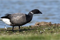 TEXEL HOLLANDE 17-05-23 00648   Photos ACG 2017