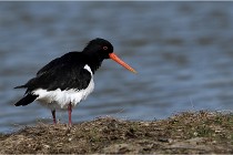 TEXEL HOLLANDE 17-05-23 00650   Photos ACG 2017